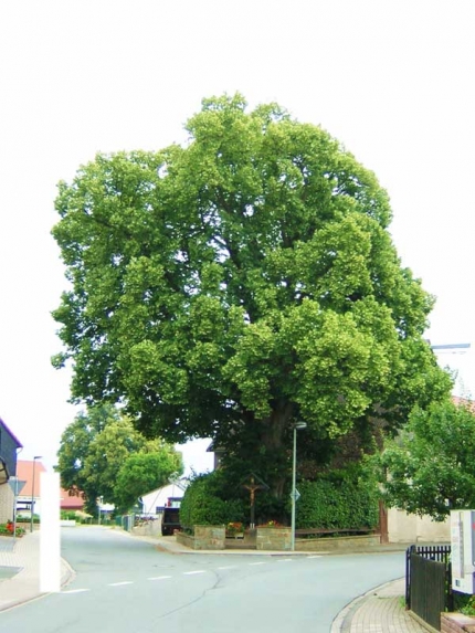 Bild 1 von Linde an der Hauptstraße